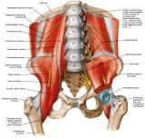 Anatomie: heup,bovenbeen,knie,onderbeen,enkel,voet,acetabulum,collum femoris,trachanter,femur,epicondyl,meniscus,kruisband,cruciate ligament,patella,knieschijf,tibia,fibula,malleolus,talus,calcaneus,tarsus,metatarsus,phalanx,falanx,quadriceps femoris,rectus femoris,sartorius,tensor fasciae latae,tractus iliotibialis,biceps femoris,gastrocnemius,semimembranosus,semitendinosus,soleus,suralis,vena saphena parva,vena saphena magna,sciatic,ischiadicus,peronea